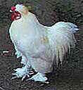 Do Chickens get migraine headaches?